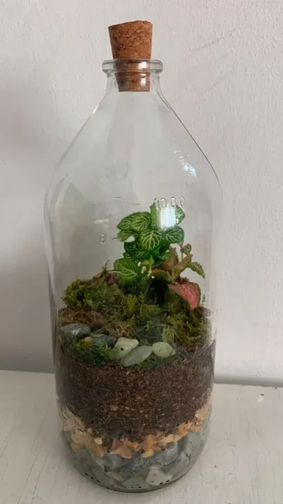 Fitonia terrarium en botella de cristal